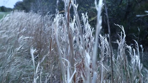 Grass in Wind Close Up Slow Motion Stock Footage 75131528