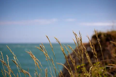 Grass in the Wind on the Coast Stock Photos