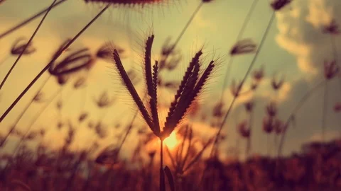 Grass wind concept. Windy blowing grass on field garden in park. Poaceae or Gram Видео 89136941