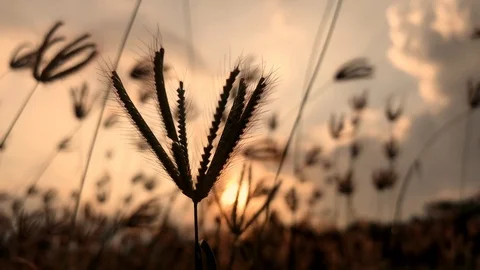 Grass wind concept. Windy blowing grass on field garden in park. Poaceae or Gram Stock-Footage 89136952