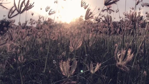 Grass wind concept. Windy blowing grass on field garden in park. Poaceae or Gram Stock Footage 89137205