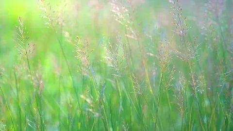 Grass wind concept. Windy blowing grass on field garden in park. Stock Footage 111489067