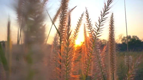 Grass wind concept. Windy blowing grass on field garden in park.  Stock Footage 116270894