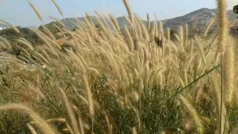 Grass in the wind, Desho grass, pennisetum pedicellatum grass in India. Stock Footage 147472076