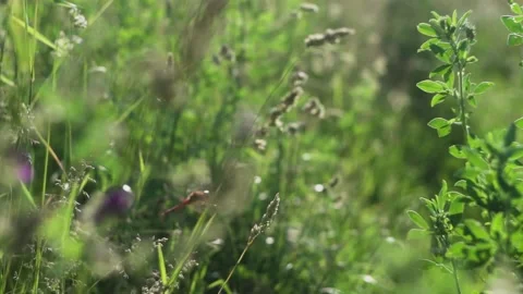 Grass in the wind with Dragonfly Stock Footage 229200149