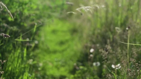 Grass in the wind with Dragonfly Stock Footage 229200187