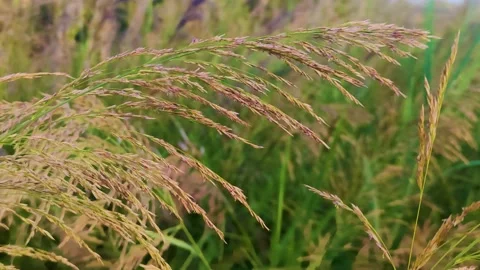 Grass in the Wind. Dry Grass Moves with the Wind. Stock Footage 231575113