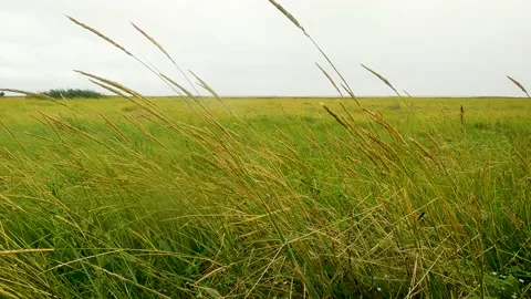 Grass in the wind during rainy weather Stock Footage 160500785