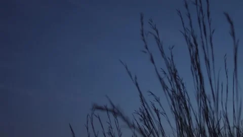 Grass in wind, evening. Stock Footage 130326032