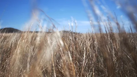 Grass in the Wind, Farm Stock Footage 97125546