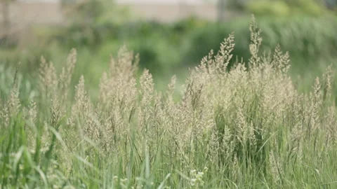 Grass In The Wind, Farm Stock Footage 254481061