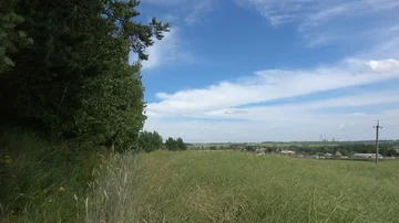 Grass on the wind in the field. Belarus Stock Footage 85528554