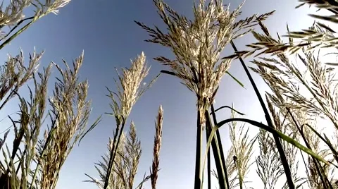Grass in wind with filter Stock Footage 41050462