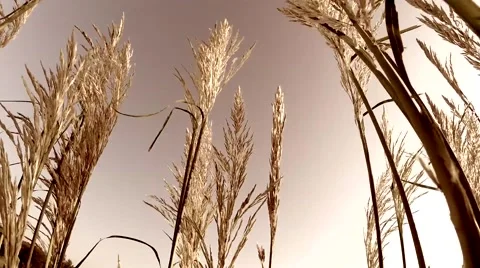 Grass in wind with filter Stock Footage 41050603