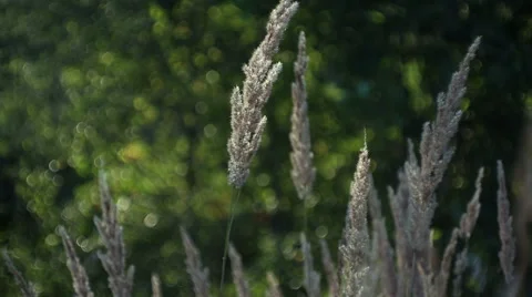 Grass on the wind with flare Video stock 67551397