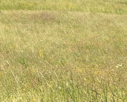 Grass in the wind Vídeo Stock 75077