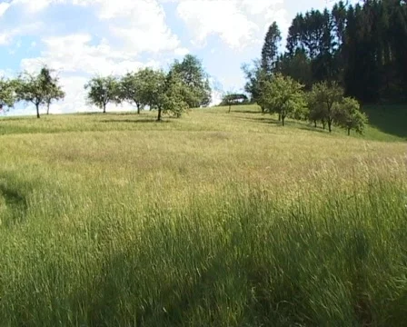 Grass in the wind Vídeo Stock 75086