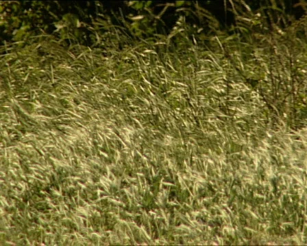 Grass on the Wind Stock Footage 299611
