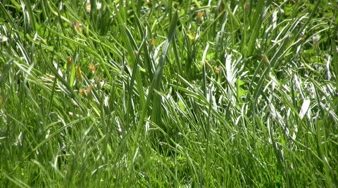 Grass in the wind Video stock 370470