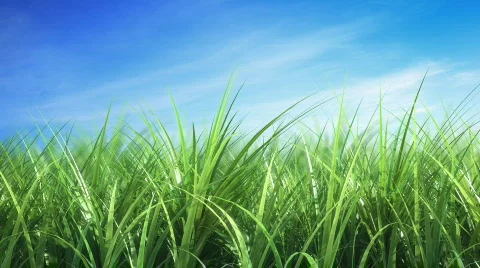 Grass in the wind  库存影片 522964