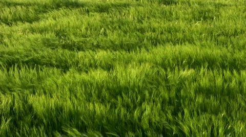 Grass on wind  Stock Footage