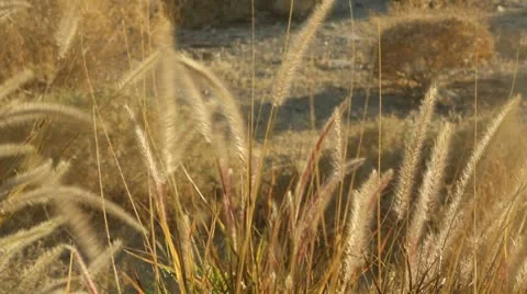 Grass in the Wind Stock Footage 8919300