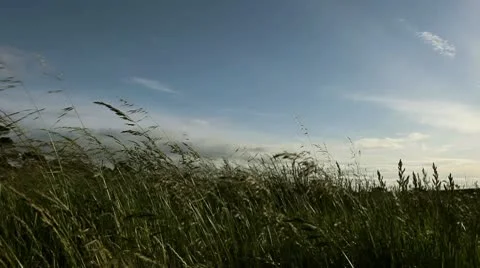 Grass in wind Video stock 8944976