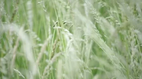 Grass in wind Stock Footage 8954987