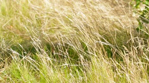 Grass on the wind Stock Footage 12036886