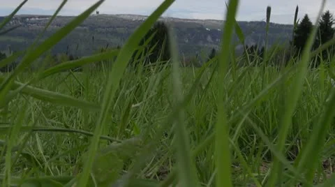 Grass in wind Video stock 20444061