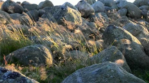 Grass In The Wind Stock Footage 20490121