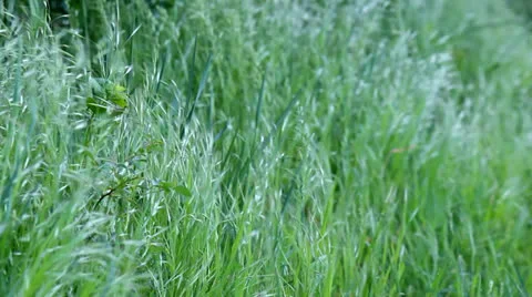 Grass in the wind Stock Footage 23168236