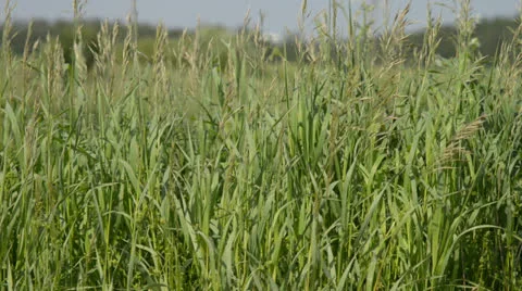 Grass in the wind Video stock 24510609