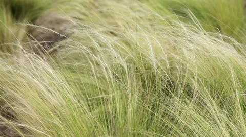 GRASS IN THE WIND Stockbeeldmateriaal 24674732
