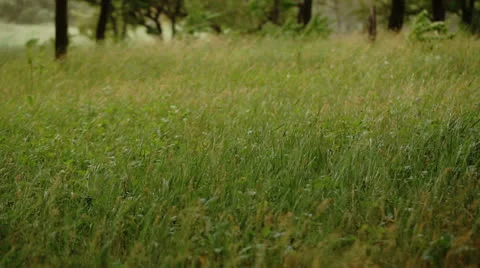 Grass in the Wind Stock Footage 24949045