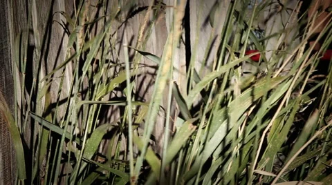 Grass in Wind Video stock 42481289