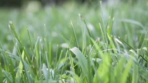 Grass in the Wind Stock-Footage 43044138