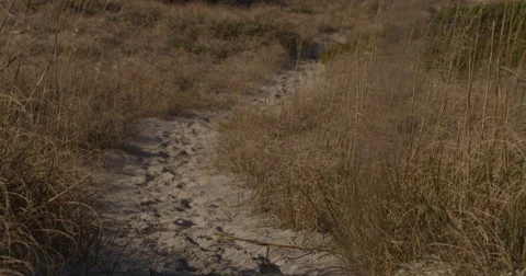 Grass in wind Stock Footage 45817999