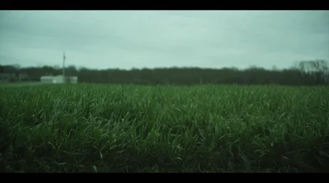 Grass in the wind 動画素材 47589542