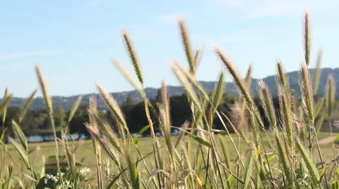 Grass in the Wind Stock-Footage 47622825