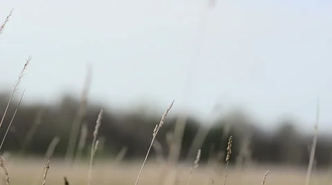 Grass on a wind Stock Footage 50517150