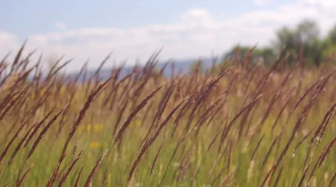 Grass on the Wind 스톡 동영상 52562760