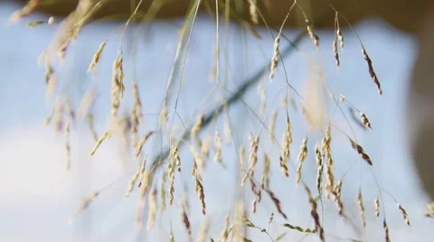 Grass in the Wind Stock Footage 52933810