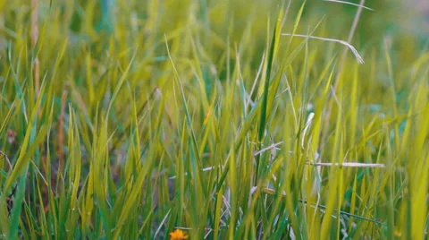 Grass in the Wind Video stock 54961055