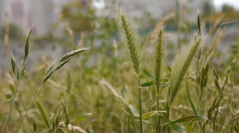 Grass In The Wind Stock Footage 65774347
