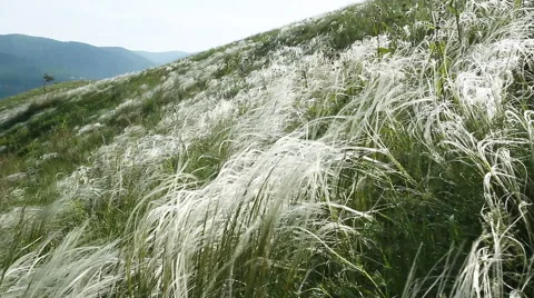 Grass in the Wind Stock-Footage 67670631