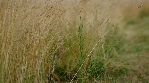 Grass in the wind Stock Footage 72124106