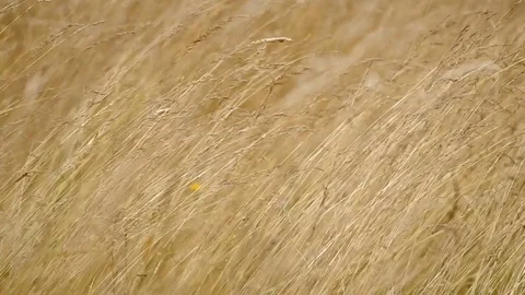 Grass in the wind Stock Footage 72124345