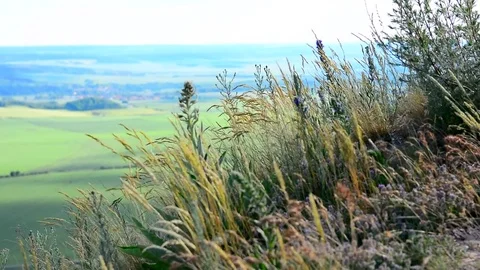 Grass in wind 動画素材 76454742