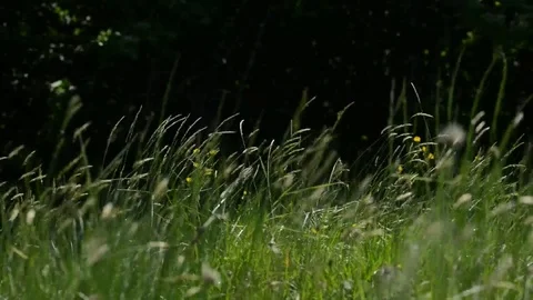 Grass on wind Stock Footage 82530578